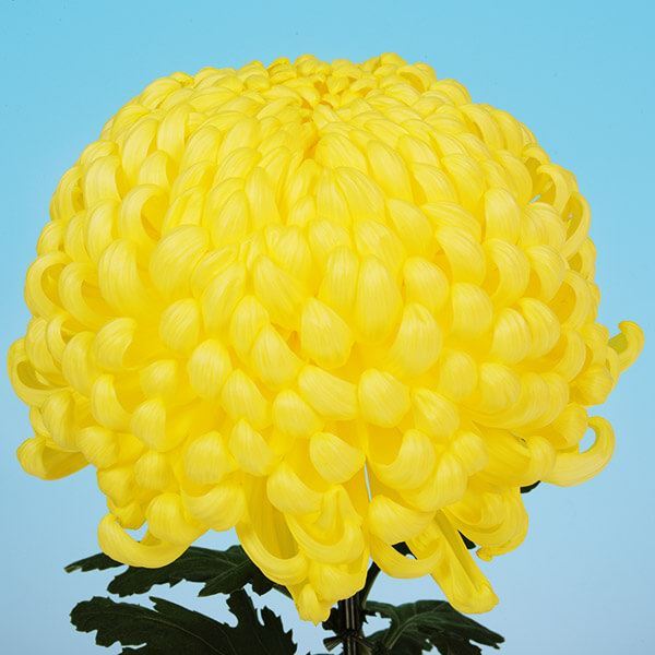 菊苗 大菊 国華光の園 1芽