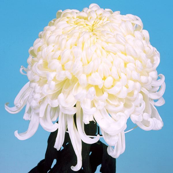 菊苗 大菊 国華百代 1芽