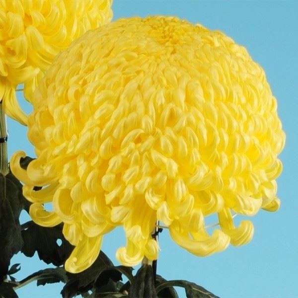 菊苗 大菊 国華表彰 1芽