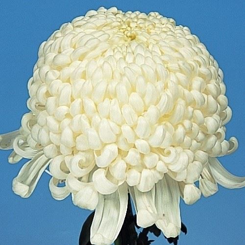 菊苗 大菊 国華白金 1芽