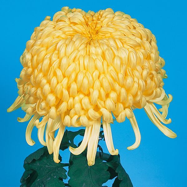 菊苗 大菊 国華弥生 1芽