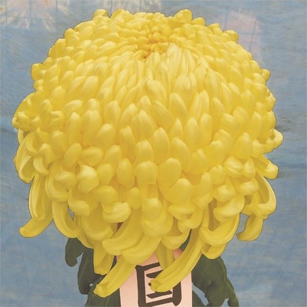 菊苗 大菊 国華若紫 1芽