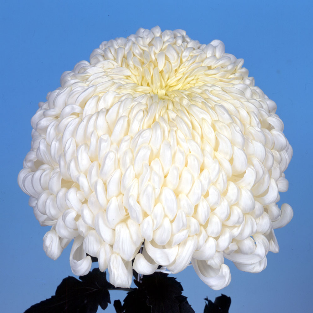 菊苗 大菊 国華和心 1芽