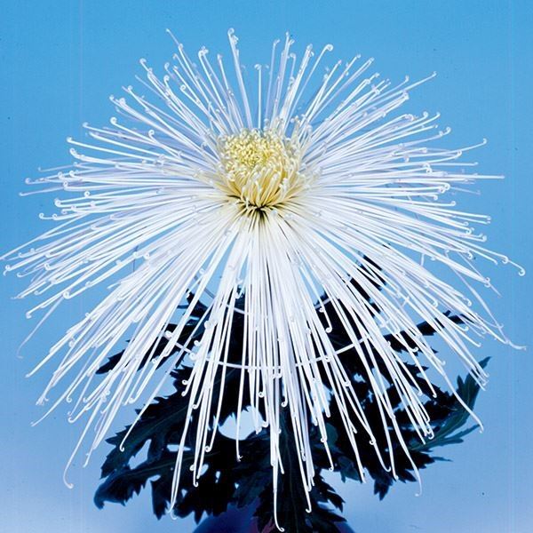 菊苗 大菊 国華狭霧 1芽
