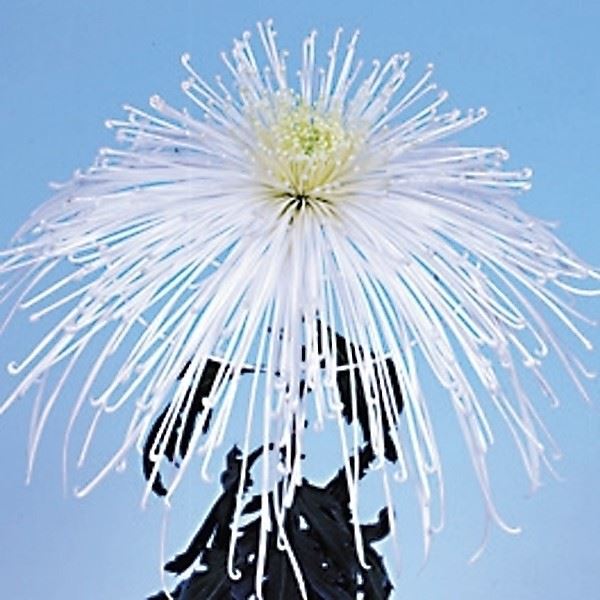 菊苗 大菊 泉郷天ッ水 1芽