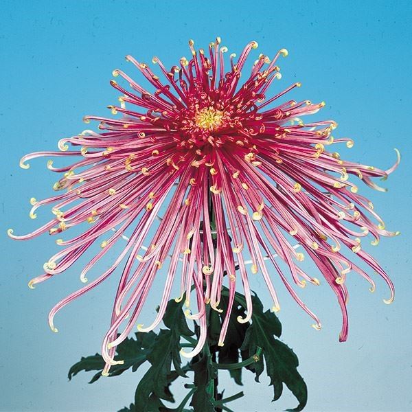 菊苗 大菊 泉郷亜流 1芽