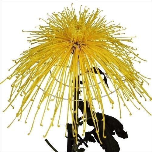 菊苗 大菊 泉郷紙芝居 1芽
