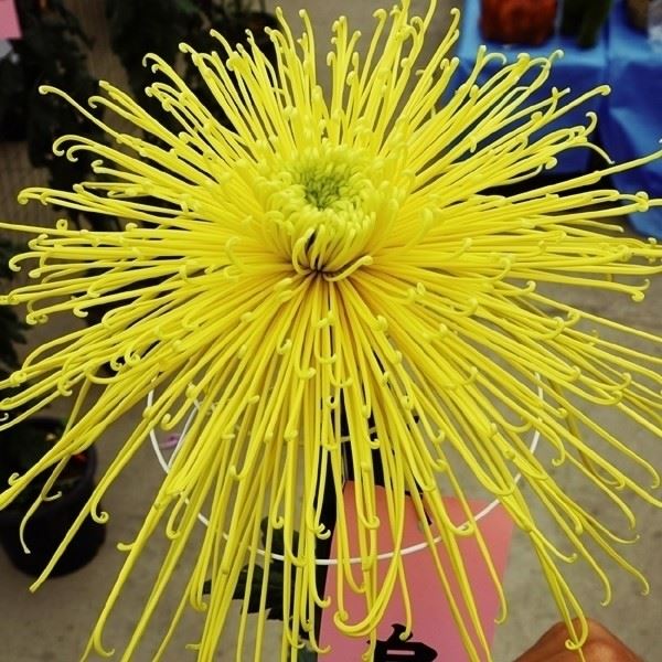 菊苗 大菊 泉郷黄竜 1芽