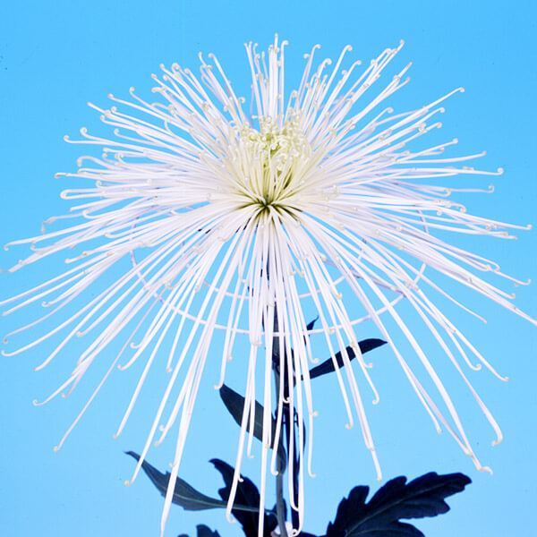 菊苗 大菊 泉郷島影 1芽