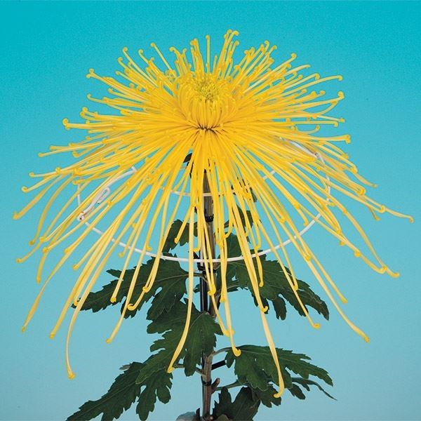 菊苗 大菊 泉郷瑞星 1芽