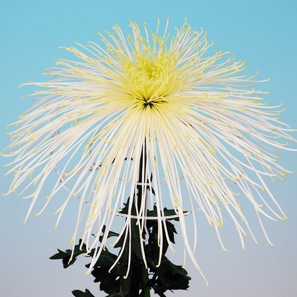 菊苗 大菊 泉郷玉の声 1芽