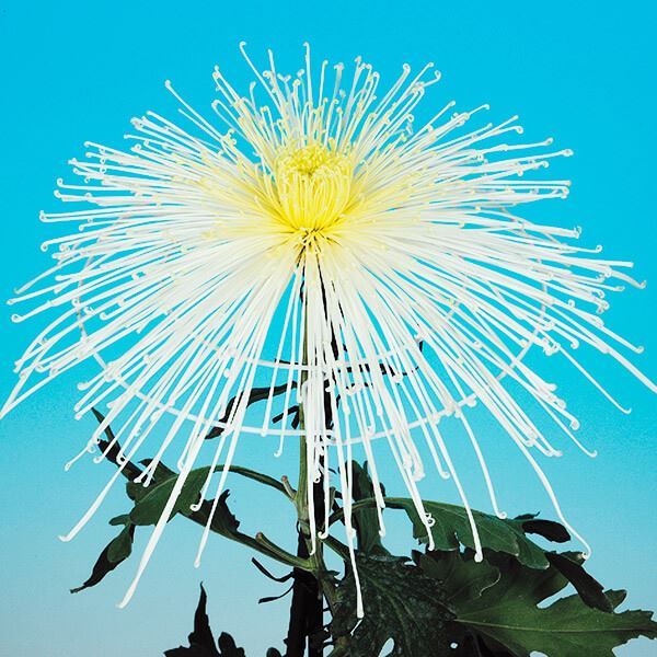 菊苗 大菊 泉郷時の雫 1芽