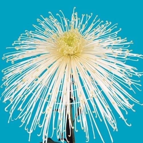 菊苗 大菊 泉郷の極み 1芽
