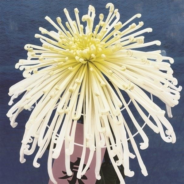 菊苗 大菊 泉郷の宵 1芽