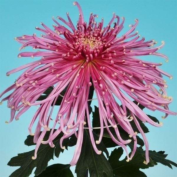 菊苗 大菊 泉郷花紅葉 1芽