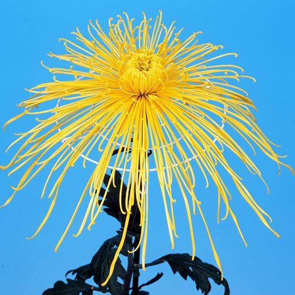菊苗 大菊 泉郷飛泉 1芽