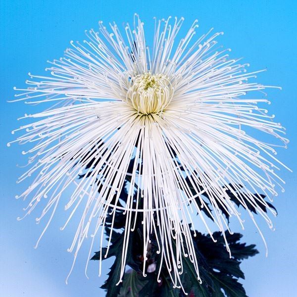 菊苗 大菊 泉郷深草 1芽