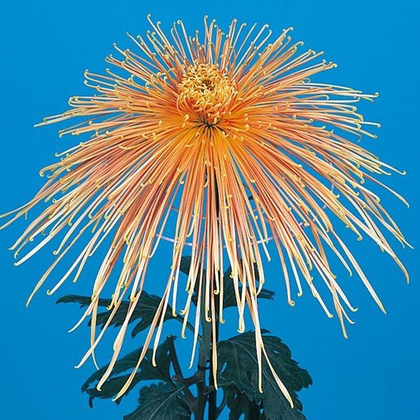 菊苗 大菊 泉郷漫遊 1芽