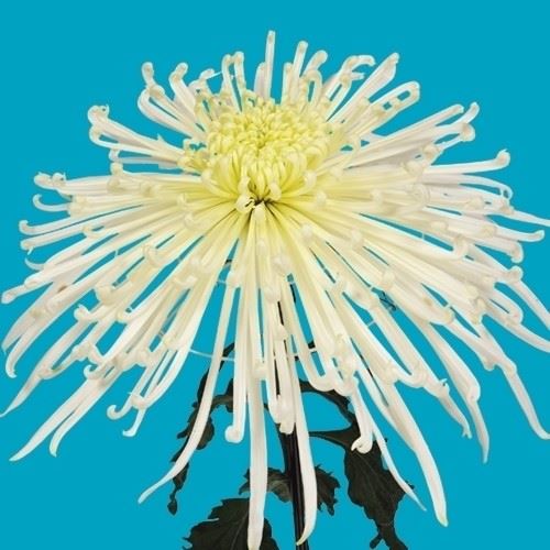 菊苗 大菊 泉郷夜舟 1芽