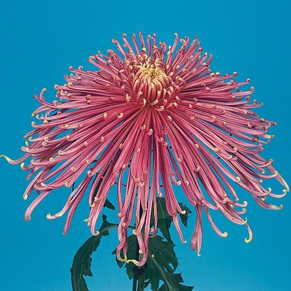 菊苗 大菊 泉郷大和路 1芽