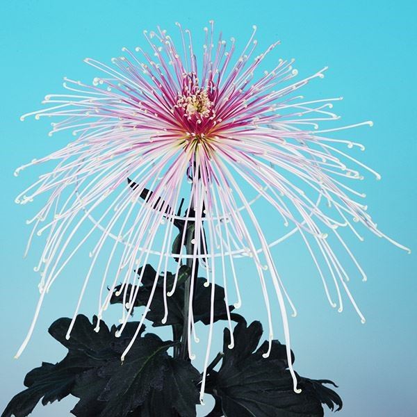 菊苗 大菊 泉郷流灯 1芽