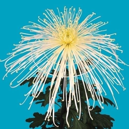 菊苗 大菊 泉郷令月 1芽