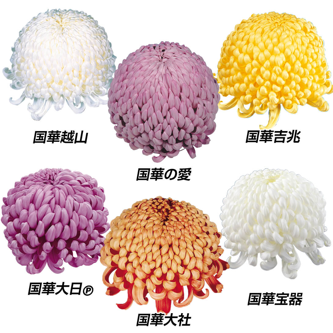 菊苗 大菊 大銘花厚物スペシャルAセット 6種6芽
