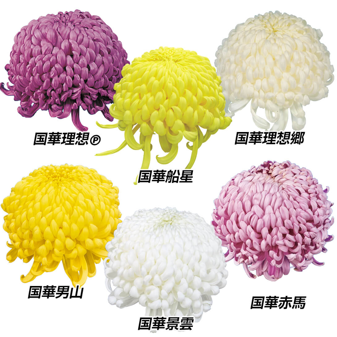 菊苗 大菊 大銘花厚物スペシャルBセット 6種6芽