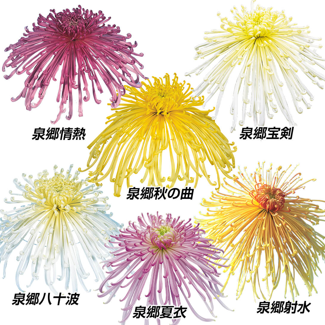 菊苗 大菊 大銘花管物スペシャルセット 6種6芽