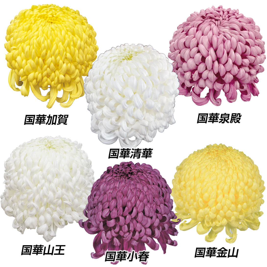 菊苗 大菊 大銘花厚物Aセット 6種6芽
