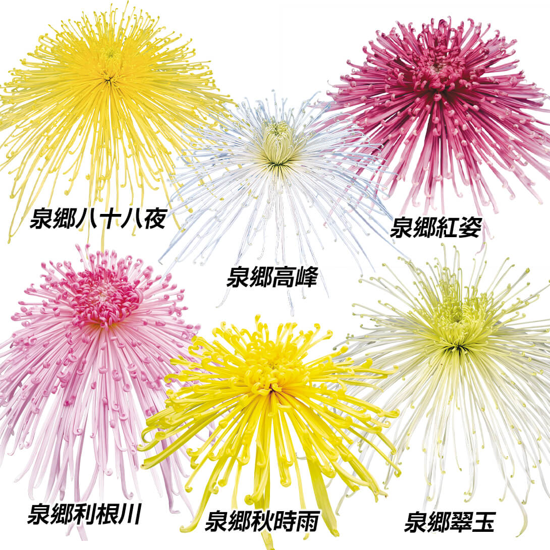 菊苗 大菊 大銘花管物Aセット 6種6芽