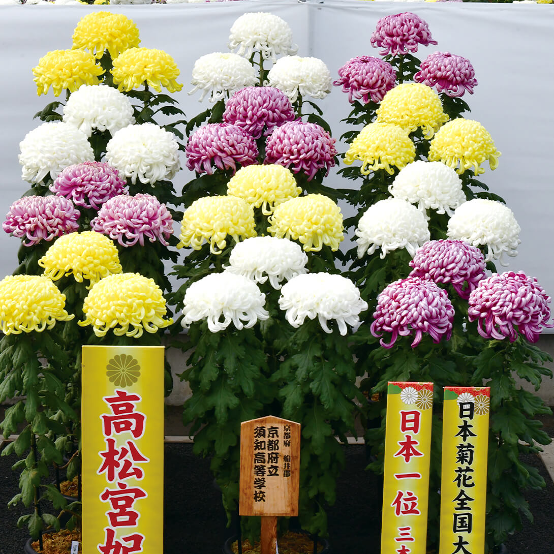 菊苗 大菊 京都府須知高等学校 特選 12鉢花壇セット 12種12芽