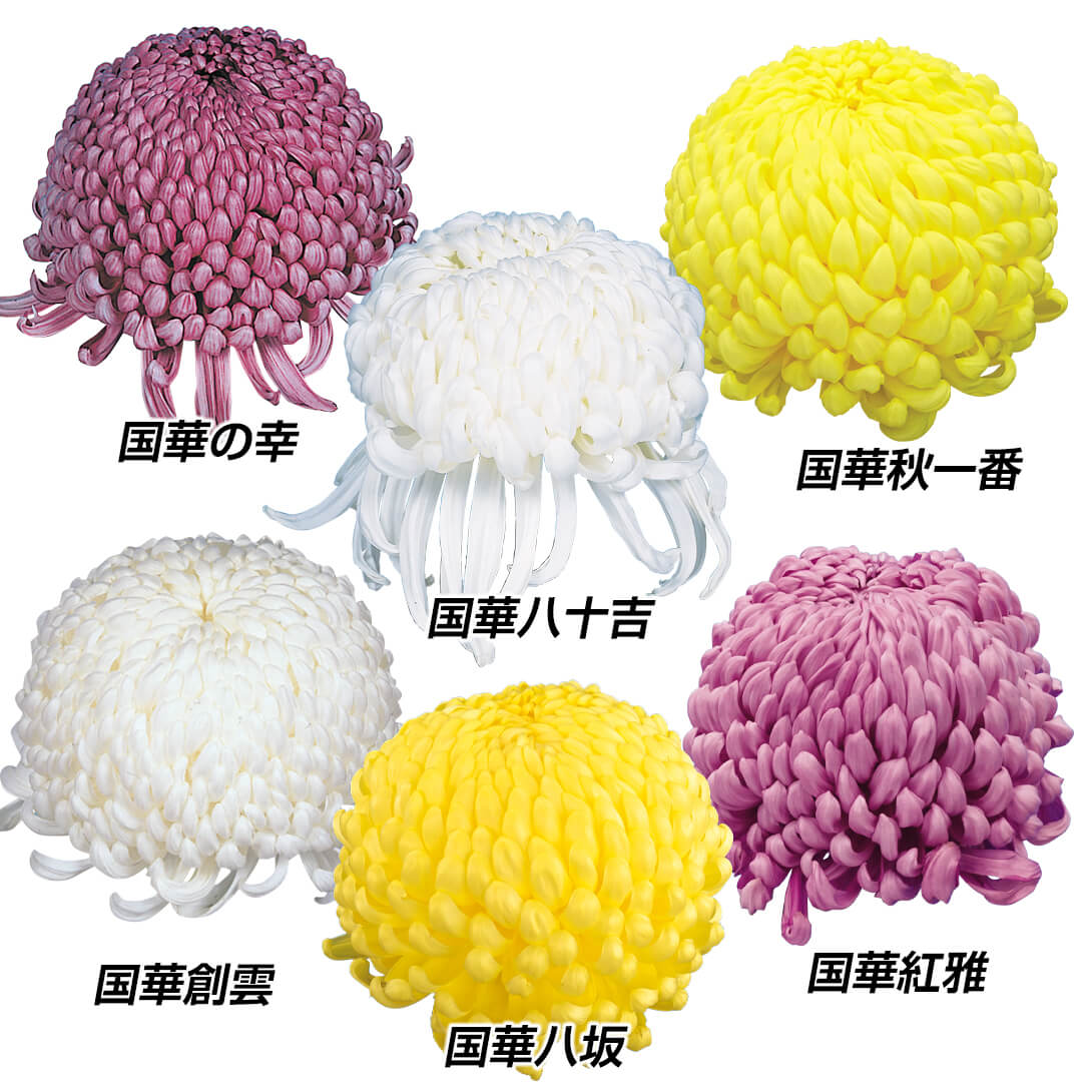 菊苗 大菊 大銘花厚物Bセット 6種6芽