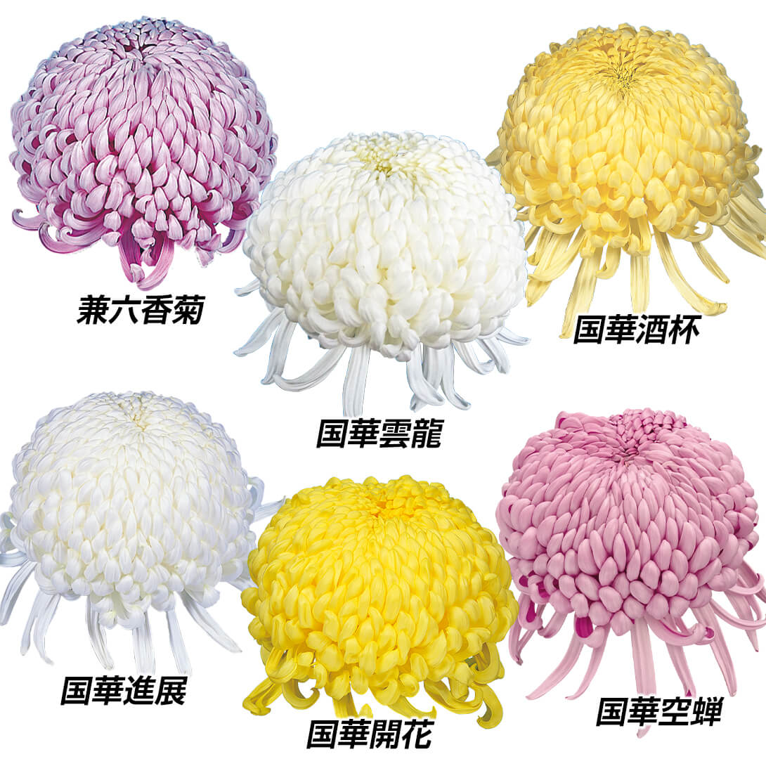 菊苗 大菊 大銘花厚物Cセット 6種6芽