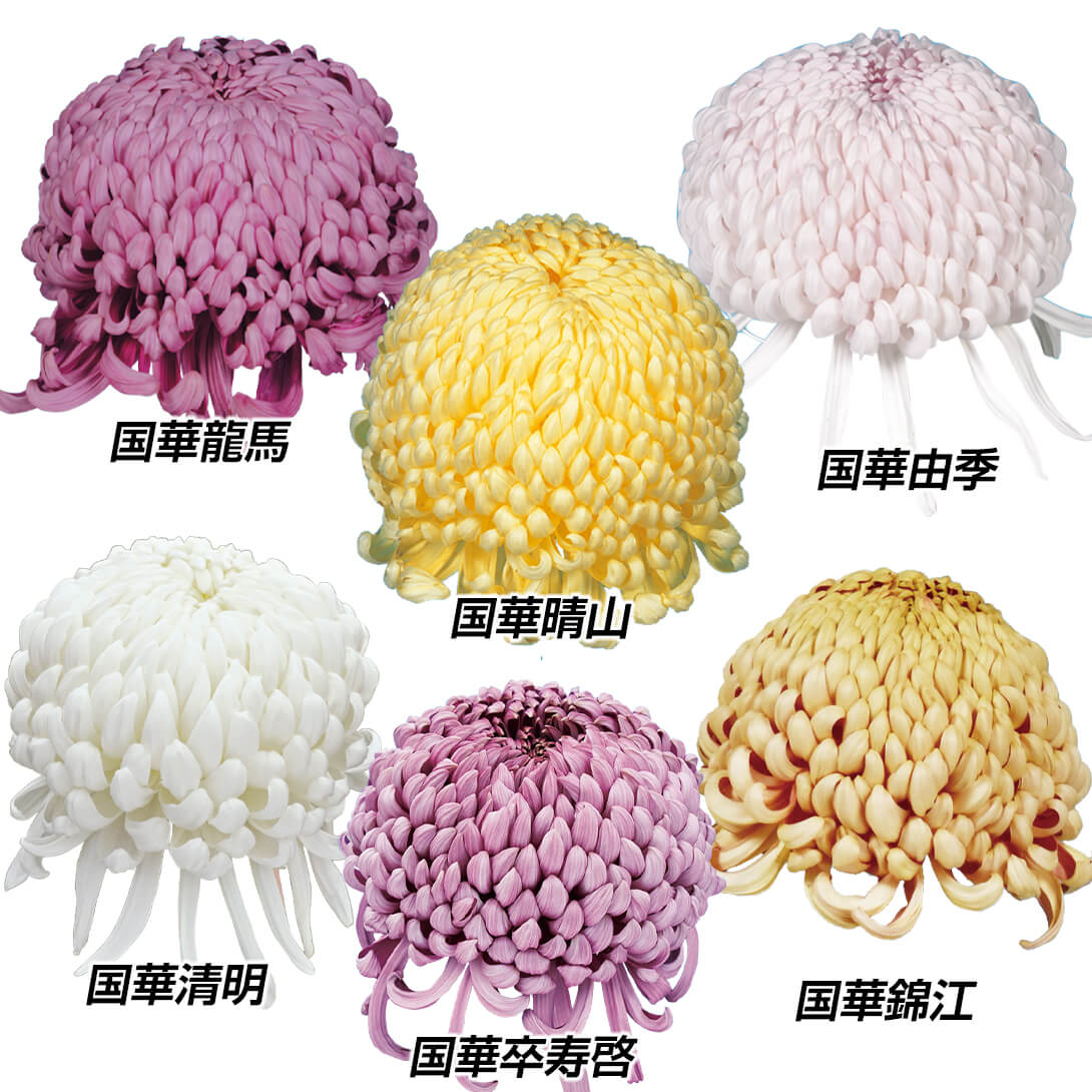 菊苗 大菊 大銘花厚物Dセット 6種6芽