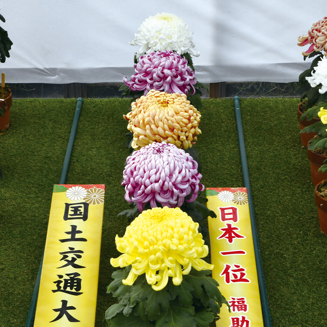 菊苗 大菊 丹生谷氏特選 福助セット 5種5芽