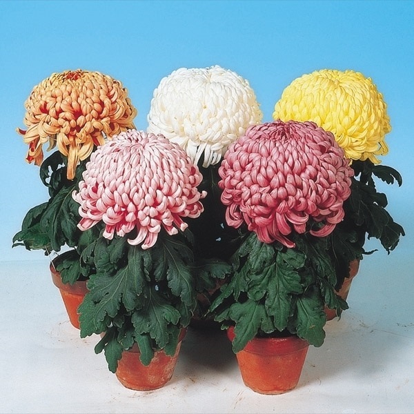 菊苗 大菊 福助作り用厚物セット(品種見計らい・名称付き) 5種5芽