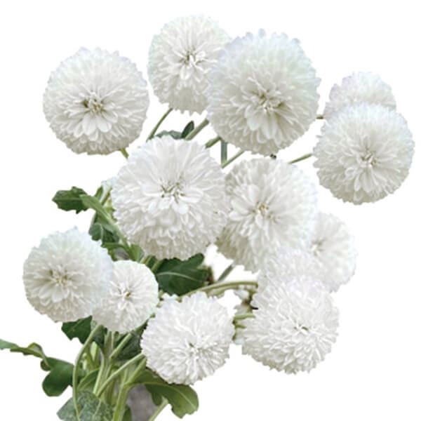 菊苗 小菊 小輪てまり菊 白雪卵 1株