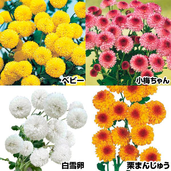 菊苗 小菊 小輪てまり菊セット 4種4株