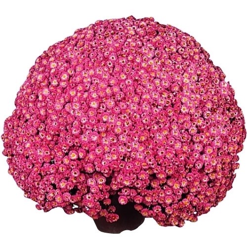 菊苗 ドーム菊 弁財天 1株