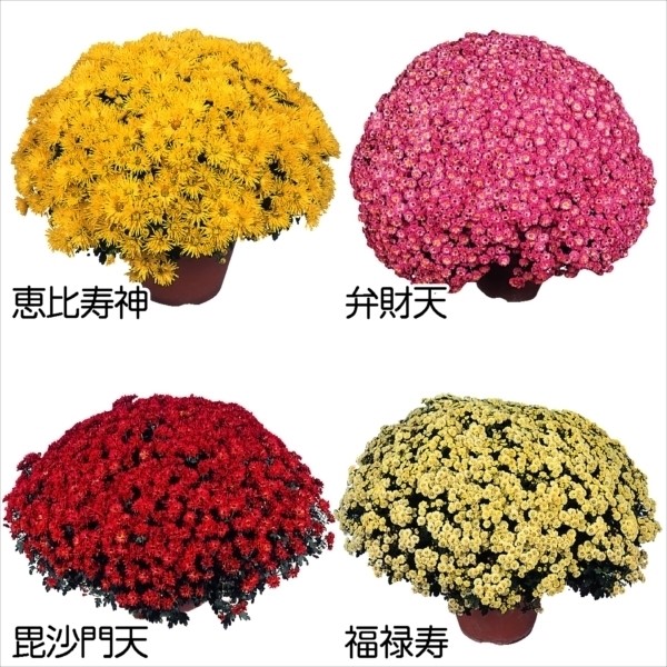 菊苗 八重咲ドーム菊セット 4種4株