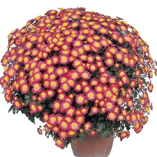 菊苗 ドーム菊 河南の窓 1株