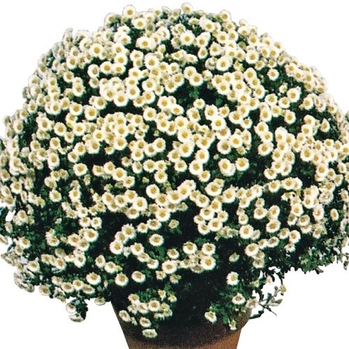 菊苗 ドーム菊 スノーボール 1株