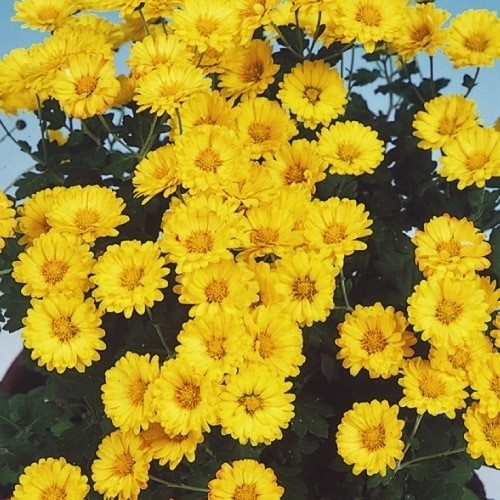 菊苗 ドーム菊 ゴールドラッシュ 1株