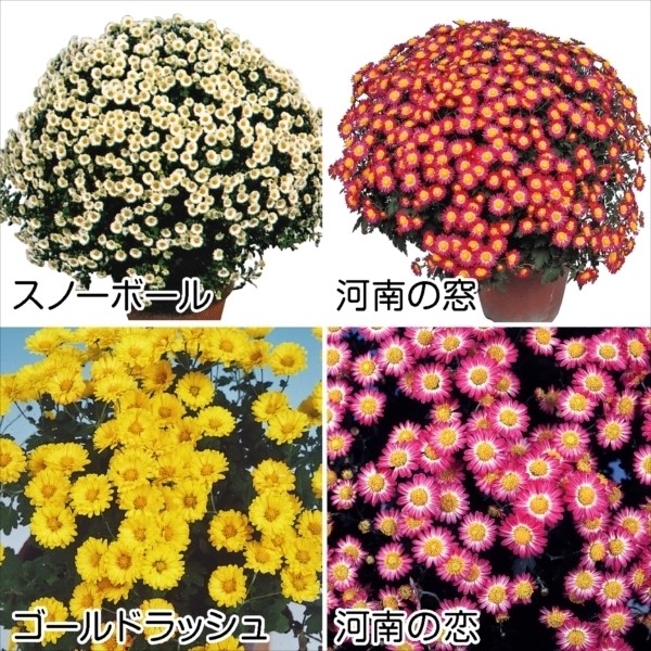 菊苗 一重咲ドーム菊セット 4種4株