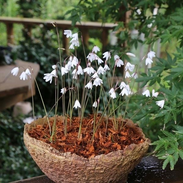 夏植え球根 秋咲スノーフレーク セプテンバースノー 5球 早期割引