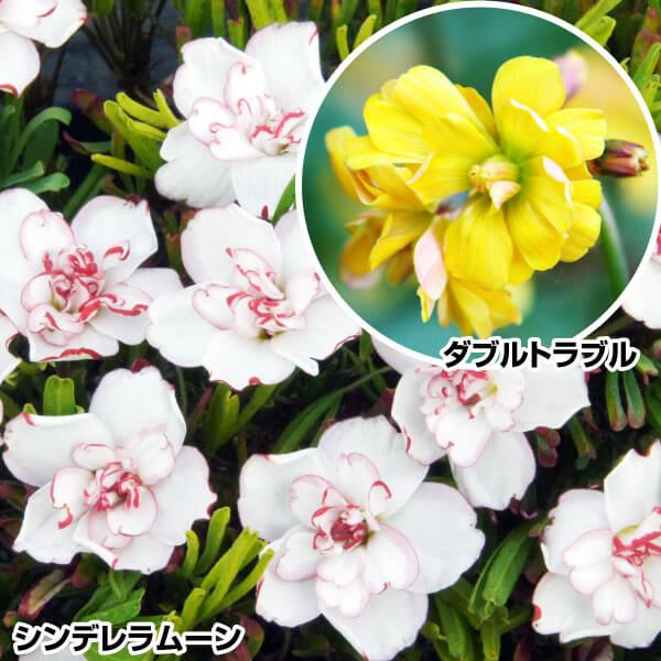 夏植え球根 八重咲オキザリスセット 2種10球 早期割引