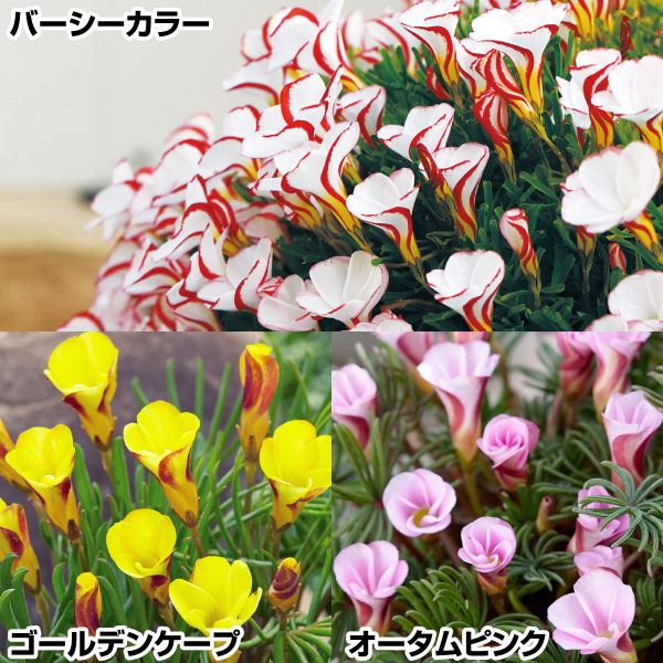 夏植え球根 オキザリス トリカラーセット 3種20球 早期割引
