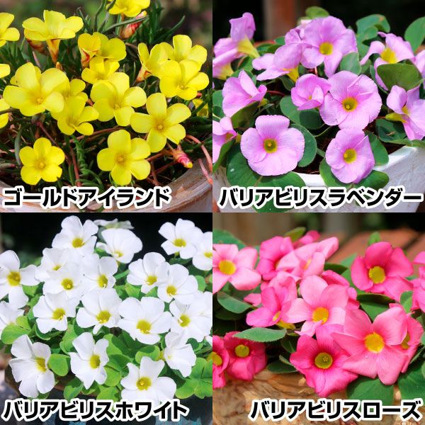 夏植え球根 オキザリス 4色セット 4種40球(各10球) 早期割引