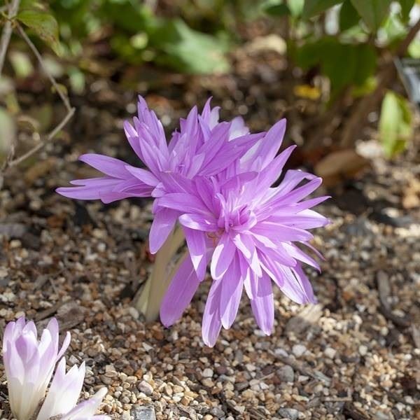 夏植え球根 コルチカム ウォーターリリー 1球 早期割引